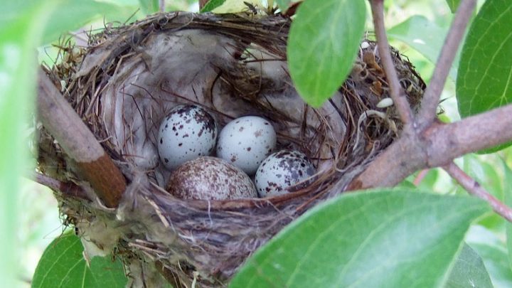 A Yellow Warbler nest containing one Brown-headed Cowbird egg. Photo by Stylurus via Birdshare.