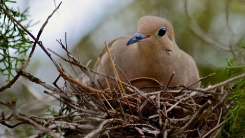 A Mourning Dove incubates her eggs. Photo by Steven Bach via Birdshare.