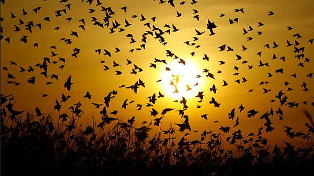 Many birds form flocks. Here, European Starlings fly in a flock at dusk. Photo by Ariel Leshinsky via Birdshare.
