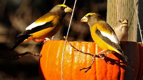 There is no reason to take your feeders down to encourage birds to migrate. They will also be a welcome resource for birds arriving from the North. Photo by Linda Goodman via Birdshare.