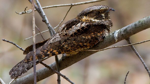 Eastern Whip-poor-wills are well camouflaged birds that are often heard before they are seen. Scientists are not sure why their populations have experience steep declines since the 1960s. Photo by Sue Barth via Birdshare.