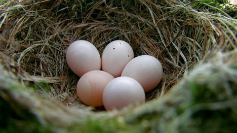 Often wildlife rehabilitation centers are not able to incubate abandoned eggs due to the demands of other patients and likelihood that the eggs may longer be viable. Photo by ceropegia via Birdshare.