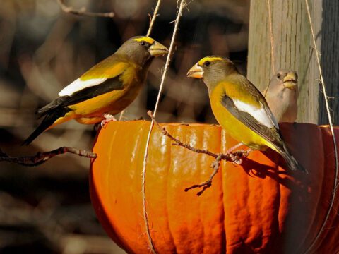 Yellow, black and white birds eating seeds from a pumpkin feeder.