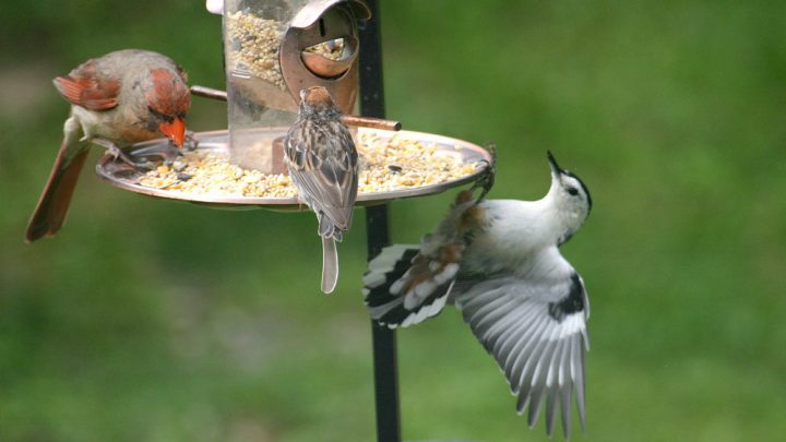 cardinal, sparrow and nuthatch at backyard bird feeder