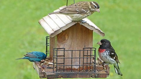 leaving your feeders up year-round is not a problem as long as you keep a few things in mind. Photo by Bob Vuxinic via Birdshare.