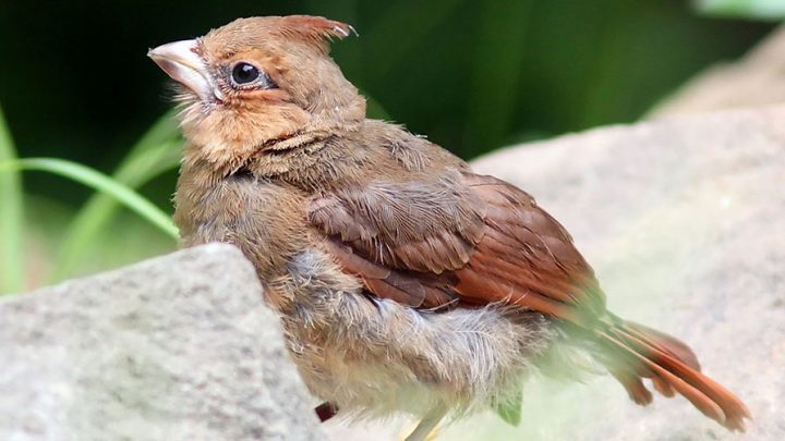 A fledgling Northern Cardinal is vulnerable to unsupervised outdoor pets. Photo by PauerKorde Photo via Birdshare.