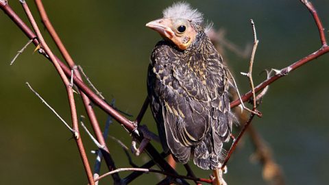 It can be beneficial for a bird to leave its nest before it can fly. Here, a Red-winged Blackbird fledgling takes one of its first forays into the world, and out of its nest. Photo by Thomas W Gorman via Birdshare.