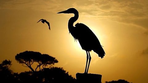 Some birds, like Great Blue Herons, can live for decades in the wild, but it