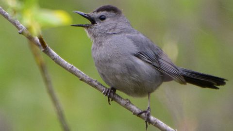 Along with Northern Mockingbirds, Gray Catbirds are well-known North American mimics. Photo by Jim via Birdshare.