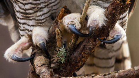 The powerful talons of a Great Horned Owl can take prey over five pounds. Photo by Matt Cuda via Birdshare.