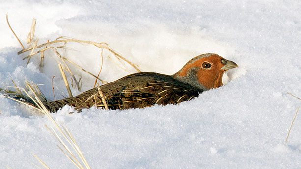Despite the Christmas song, Grey Partridges are more likely to roost in the snow, sometimes digging little snow pits for shelter as pictured here. Photo by Nick Saunders via Birdshare.