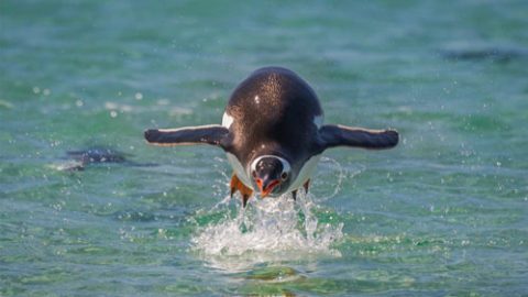 Penguins can't fly through the air, but they can fly through the water. Here a Gentoo Penguin leaps out of the water when heading to shore. Photo by Peter Orr via Birdshare.