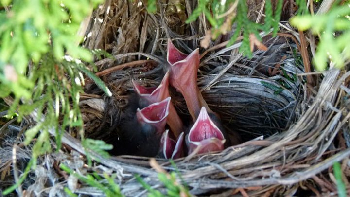 Observing a nest needs to be done safely for it to have value for both the birds and for you. here, Common Grackle chicks wait for parents to come with food. Photo by praja38 via Birdshare.
