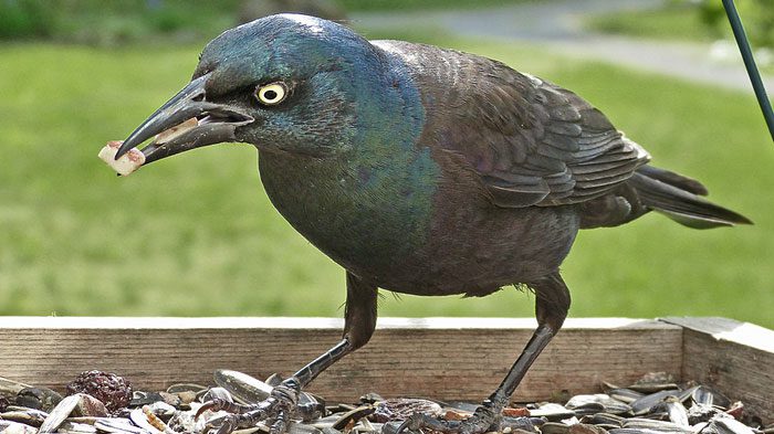 Grackles and blackbirds are usually not a long-term problem overtaking feeders, as they tend to visit for a short window of time and then move on. Photo by Bob Vuxinic via Birdshare.