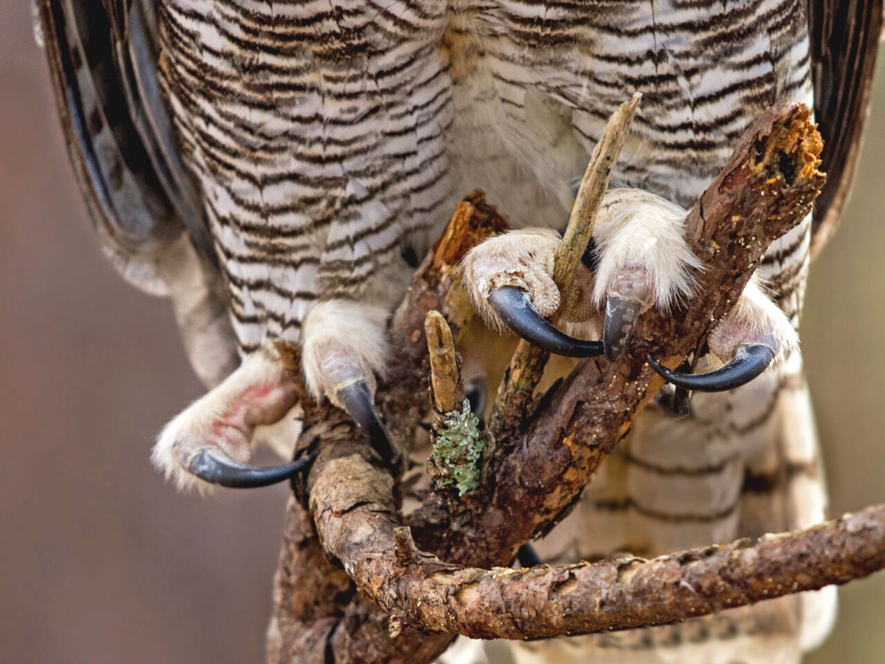 sharp talons of a brown and cream marked, large bird