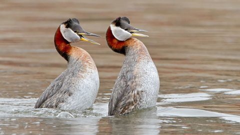 A Red-necked Grebe pair engage in a courtship dance. Photo by Raymond Lee via Birdshare.