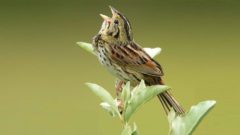 A Henslow's Sparrow sings on some greenery. Photo by Luke Seitz/Macaulay Library.