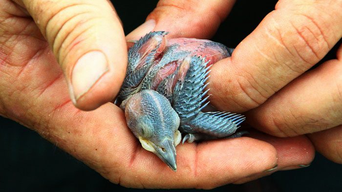 A baby bird will still be accepted by its parents if it has been touched by a human. Photo of a Red-cockaded Woodpecker nestling by B A Bowen Photography via Birdshare.