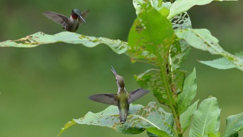 Hummingbirds can be fiercely territorial. Here a male Ruby-throated Hummingbird tries to chase away a juvenile. Photo by Deborah Bifulco via Birdshare.