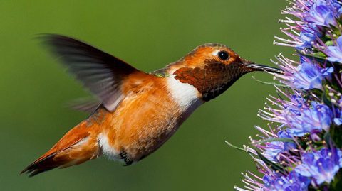 Hummingbirds may spend time at flowers, away from feeders, to feast on the tiny insects for protein. Photo by cbjphoto via Birdshare.