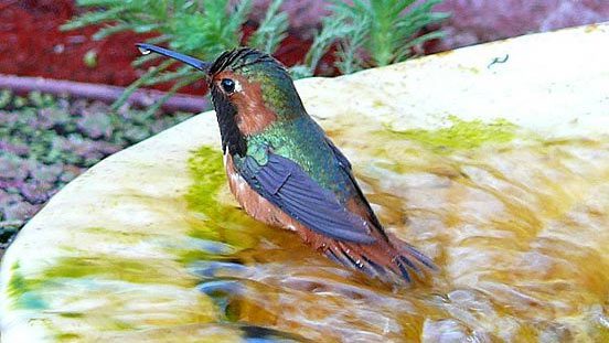 hummingbird in bird bath