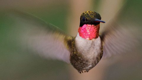 Hummingbirds, like this Ruby-throated Hummingbird, are much tougher than they look and migrate individually. Photo by maia bird via Birdshare.