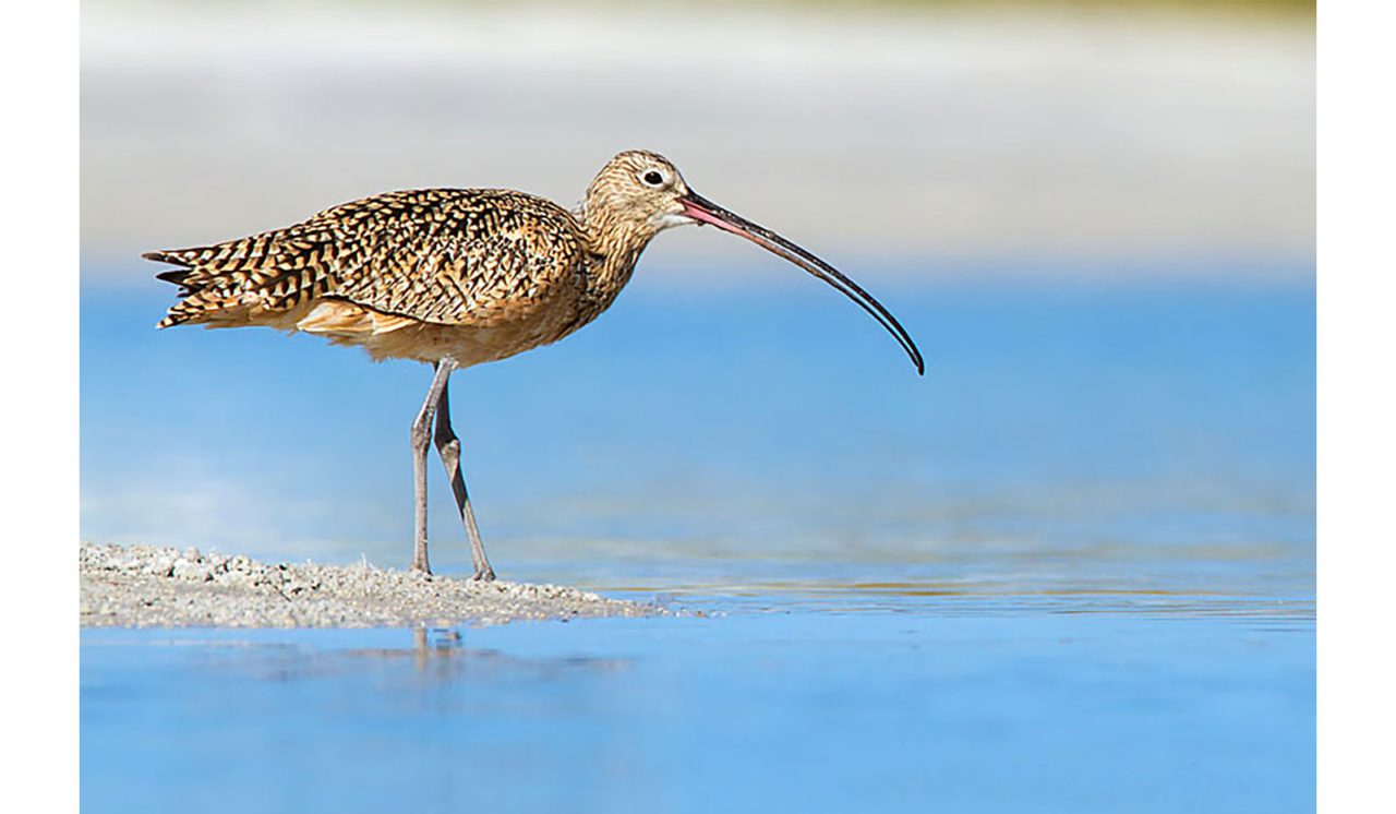 Long-billed Curlew in the surf. Photo by Greg Card via BIrdshare.