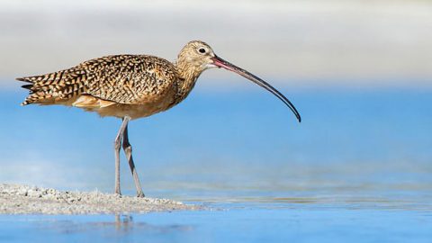 Whatever you chose to call it, this Long-billed Curlew has one impressive bill...or beak. Photo by Gregory Gard via Birdshare.