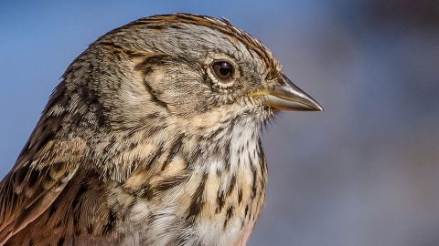 Like many other birds, the handsome little Lincoln's Sparrow was named after the first person to discover the species. Photo by Michele Weisz via Birdshare.