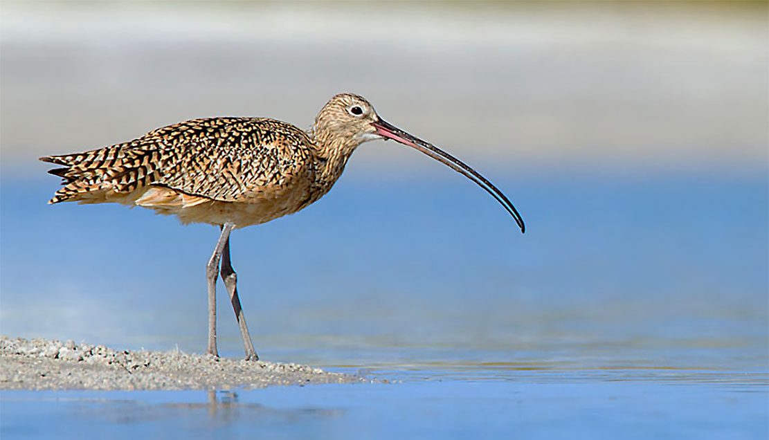 bird with a long, curved bill stands in the water.