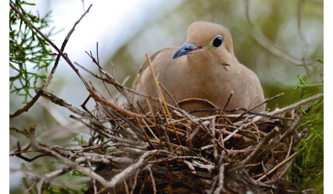 A Mourning Dove incubates her eggs. Photo by Steven Bach via Birdshare.