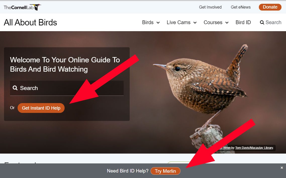 Merlin BIrd ID app on All About Birds website.