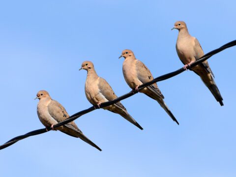 4 brown/gray birds with long tails and small heads perch on a wire.