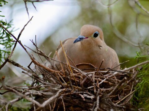 A Mourning Dove sits on a nest and incubates eggs.