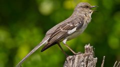 Northern Mockingbirds are one of the best mimics in North America. Photo by Lindell Dillon via Birdshare.