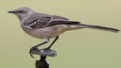 Northern Mockingbirds are prolific songsters who, on occasion, will sing all night. Photo by Cleber Ferreira via Birdshare.