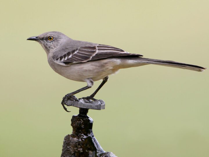 Gray bird with a long tail stands on a perch.