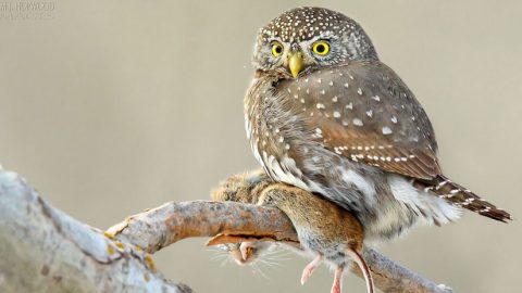 The anatomy of a bird's gizzard depends on the foot that it eats. Here, a Northern Pygmy-Owl with its Meadow vole prey. Photo by Tim J. Hopwood via Birdshare.