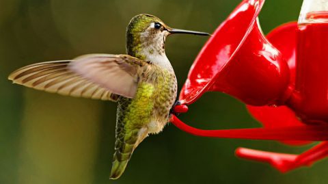 Homemade hummingbird nectar is easy to make. Photo by Hui Sim via Birdshare.