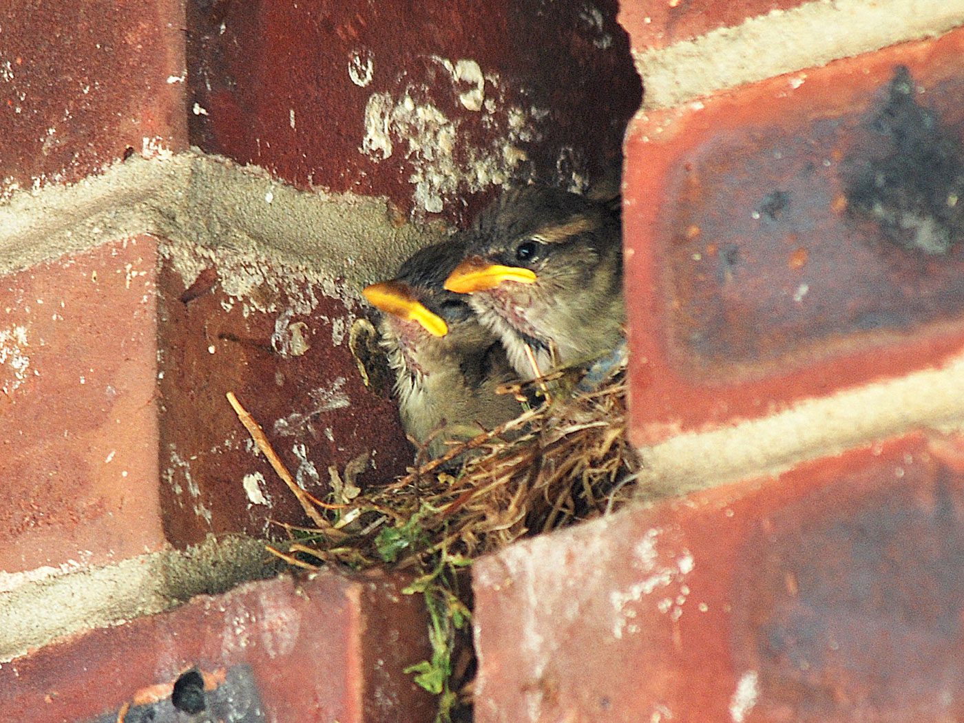 https://www.allaboutbirds.org/news/wp-content/uploads/2009/04/Nest-in-buiilding-Billtacular-BS-FI.jpg
