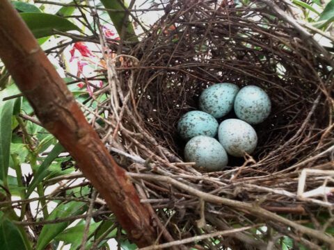 Nest with eggs in tree.