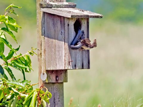 Nestbox with snake attacking a bird