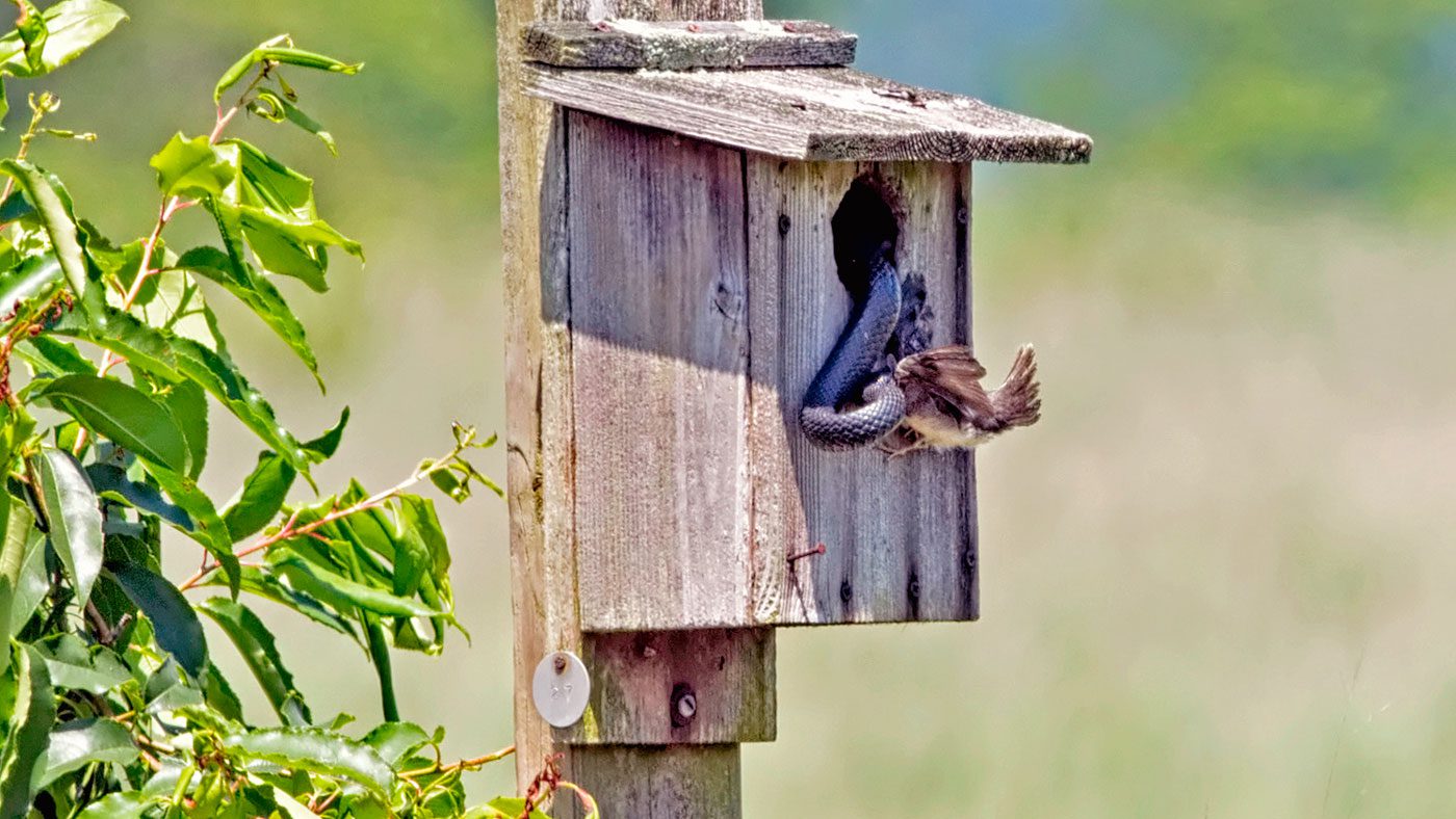 Are There Common Predators That Lead to Nest Abandonment?  