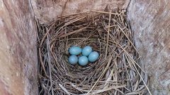 It's a good idea to clean out your nest box once the young birds have fledged. Photo of Mountain Bluebird eggs by Anne Elliott via Birdshare.