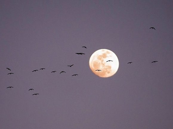 Birds fly across the moon against a purple sky.