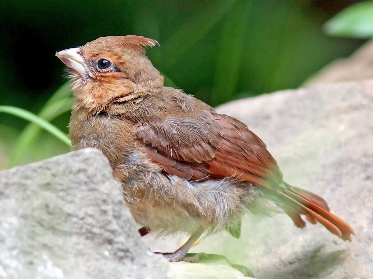A fledgling Northern Cardinal is vulnerable to unsupervised outdoor pets. Photo by PauerKorde Photo via Birdshare.