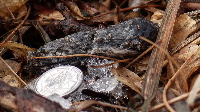 The owl pellet of a Northern Pygmy-Owl. Photo by Anne Elliott via Birdshare.