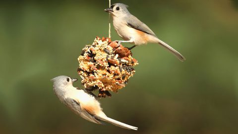 Homemade bird feeders can save money and the birds don