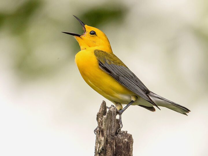 A yellow bird sings on a perch