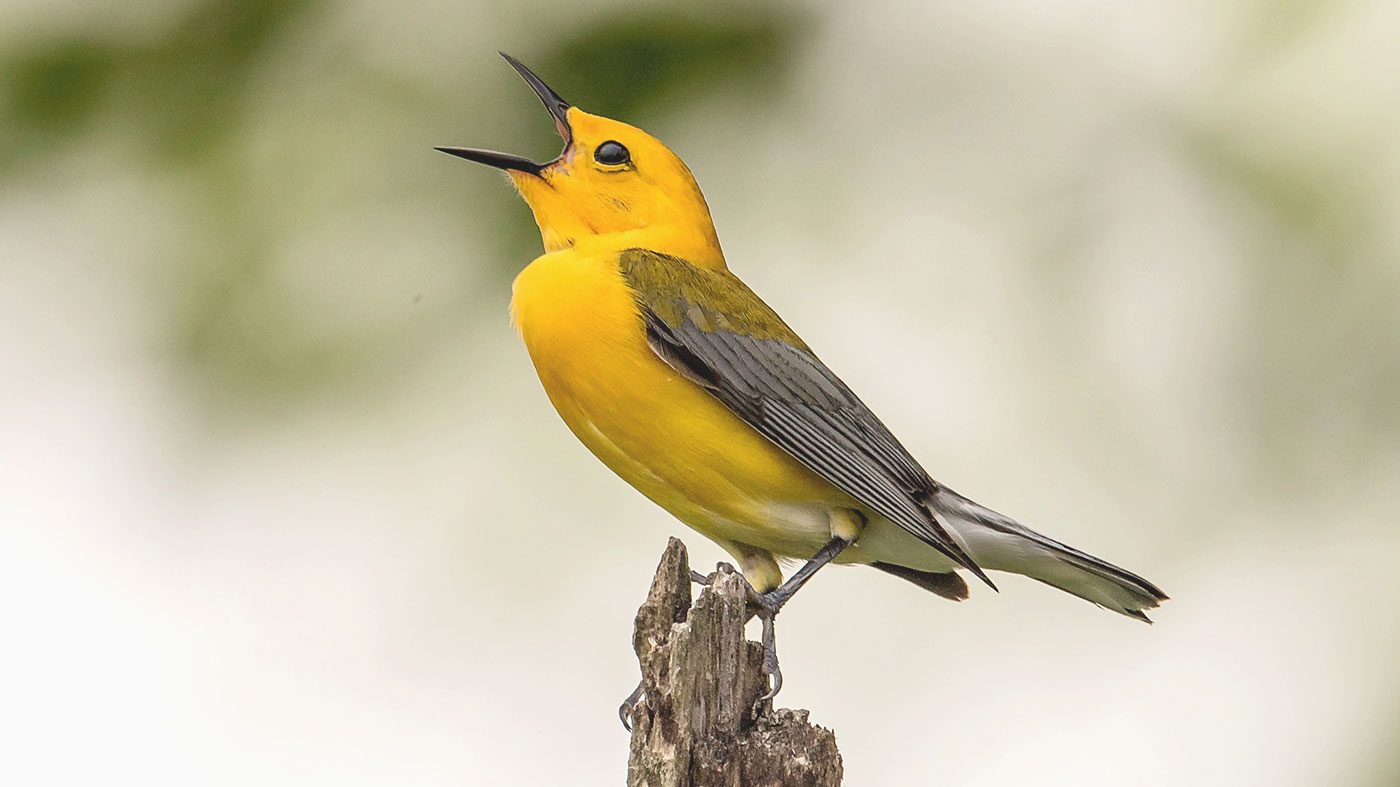 Bird sounds. Singing nightingale. Amazing bird song 